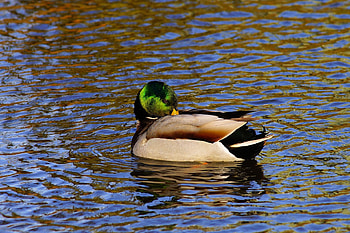 Animals, Water, Bird, Duck, Drake HD wallpaper