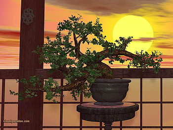 Sun, sky, nature, bonsai tree HD wallpaper