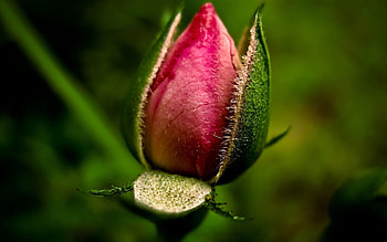 Leaves, Pink, Flower, Macro HD wallpaper