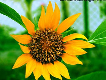 adi, nature, flowers HD wallpaper