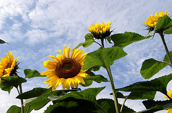 Flowers, Sunflowers, Sky, Clouds, Summer, Field HD wallpaper