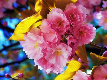 Spring Bloom, beautiful, flowers, bloom, spring HD wallpaper