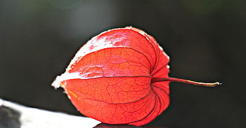 Plant, Macro, Close-Up, Physalis, Fisalis HD wallpaper