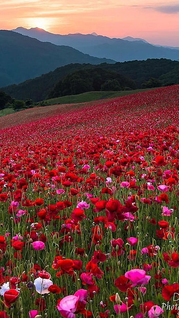Flower, Red Flower Garden HD phone wallpaper