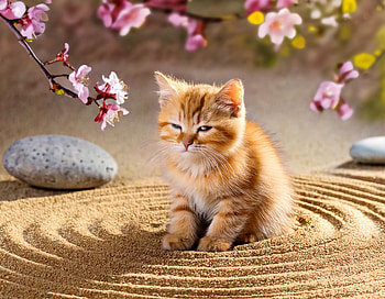 Cat, kitten, cute, cherry blossom, Zen Garden HD wallpaper