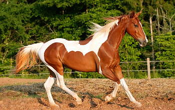 Animals, Horses HD wallpaper