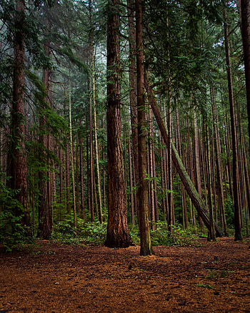 Nature, Pine, Bush, Forest HD phone wallpaper