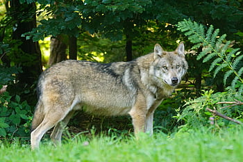 A captivating view of a grey wolf standing amid lush greenery, exuding wild beauty. HD wallpaper