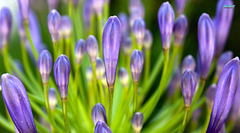 Crocus Buds, nature, flowers, buds, crocus HD wallpaper