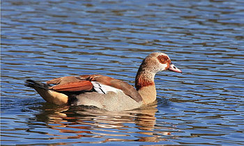 Egyptian Goose, Bird species, Beautiful plumage, Wildlife graphy HD wallpaper