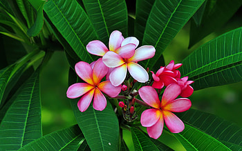 Pink plumeria, plumeria, leaves, exotic, flower, beautiful HD wallpaper