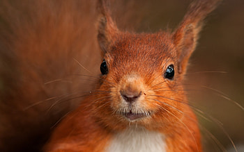 the from this set compiled into a .zip file here: Animals Set 24 HD wallpaper