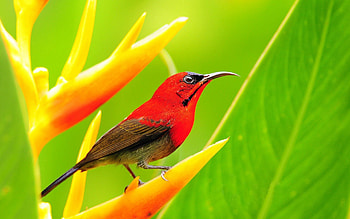 Animals, Flowers, Grass, Leaves, Bird HD wallpaper