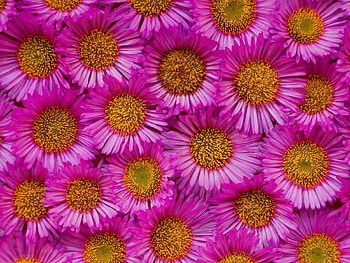Plants, Flowers, Background, Violet HD wallpaper