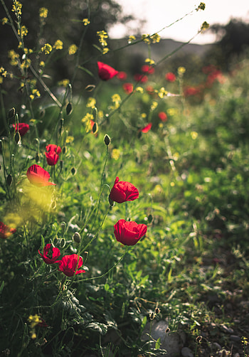 Flowers, Poppies, Plant, Bloom, Flowering HD phone wallpaper