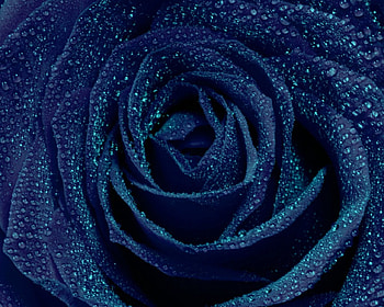 Blue Open Rose, blue, rose, open rose, blue rose HD wallpaper
