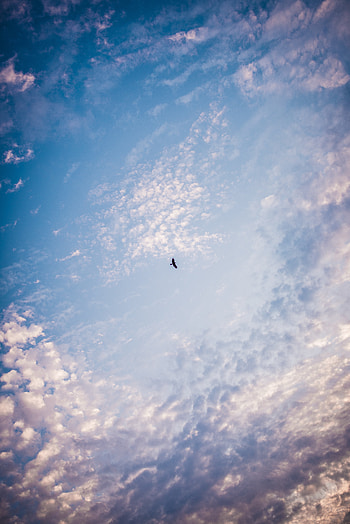 Nature, Sky, Bird, Minimalism HD phone wallpaper