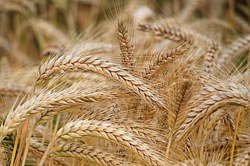 Close-up of golden wheat in a summer field. Perfect for agricultural themes. HD wallpaper