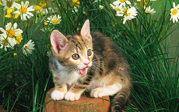 Animals, Flowers, Grass, Kitty, Kitten, Stump, Scream, Cry, Penek HD wallpaper
