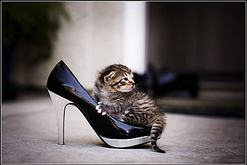 Mom Its Too Big, kitten, cute, , on shoe HD wallpaper