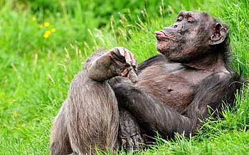 Animals, Grass, To Lie Down, Lie, Relaxation, Rest, Monkey HD wallpaper