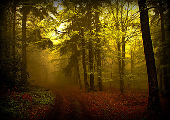 forest, path, beautiful, walk, nice, leaves, wood, cool, trees, nature HD wallpaper