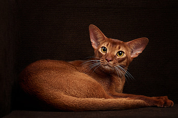 Abyssinian-Cat, Cat, Abyssinian, Animal, Kitten HD wallpaper