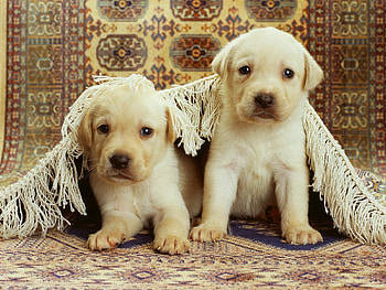 Animals, Couple, Pair, Playful, Carpet, Puppies, Labradors HD wallpaper