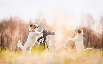 say cheese, dogs, funny, humour, animals HD wallpaper
