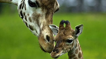 Animals, Young, Spotted, Spotty, Head, Care, Joey, Giraffe HD wallpaper
