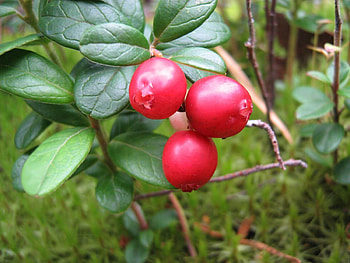Food, Leaves, Drops, Branch, Berry HD wallpaper