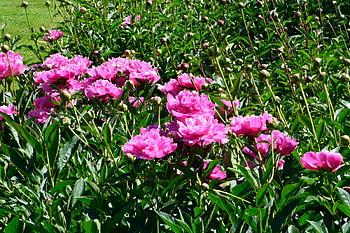 Sea Of Peonies, pink flowers, peonies, pink peonies HD wallpaper