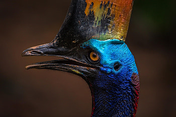 Cassowary the modern dinosaur, Ancient bird lineage, Living dinosaur connection, Dinosaur and bird similarities HD wallpaper