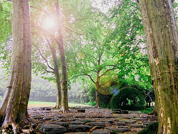 A serene forest view with sunlit trees and a stone path, perfect for nature enthusiasts. HD wallpaper