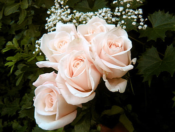 Blush on the petals, roses, black background, green, soft pink, white flowers HD wallpaper
