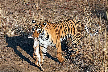 Tiger w Breakfast, cool HD wallpaper