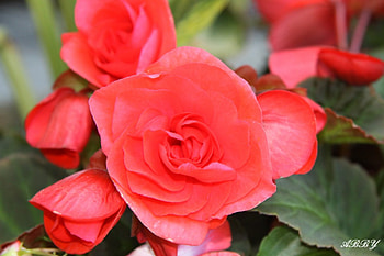 Red flowers at Victoria garden, Flowers, graphy, green, Red HD wallpaper
