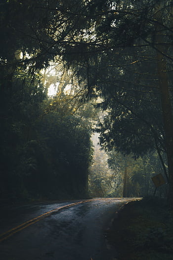 Serene and mystical forest road enveloped in mist and soft morning light, perfect for nature lovers. HD phone wallpaper