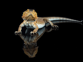 Bearded Dragon, Animal, Lizard, Reptiles HD wallpaper