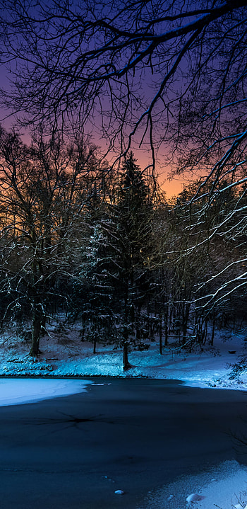 Frozen Winter Pond, snow, tree, pond, nature, winter HD phone wallpaper