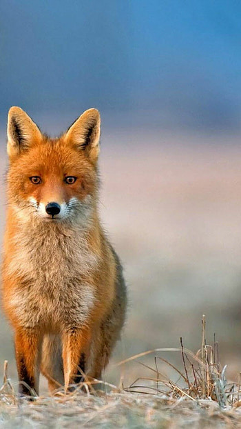 Stunning fox , backgrounds, quality, Amazing HD phone wallpaper
