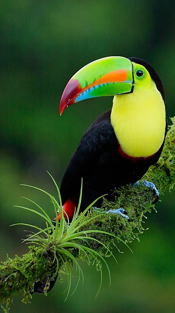 Toucans, Adorable Bird HD phone wallpaper