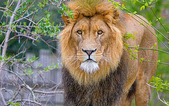 Lion, mane, nature, cat HD wallpaper