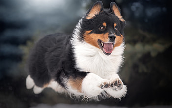 Dog, cute, animal, jump HD wallpaper
