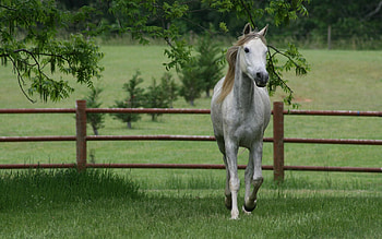 Animals, Trees, Grass, Stroll, Horse, Corral HD wallpaper
