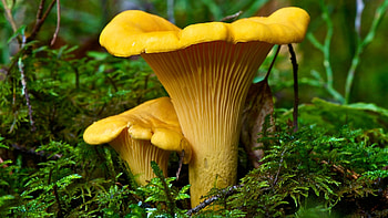 Chanterelle, Forest Mushrooms HD wallpaper