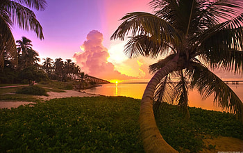 sunset behind palms , palms, sunset HD wallpaper