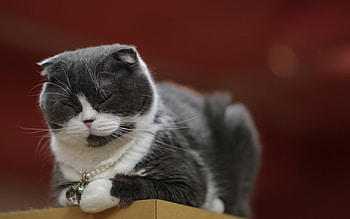 Bi-colored, Scottish Folds HD wallpaper