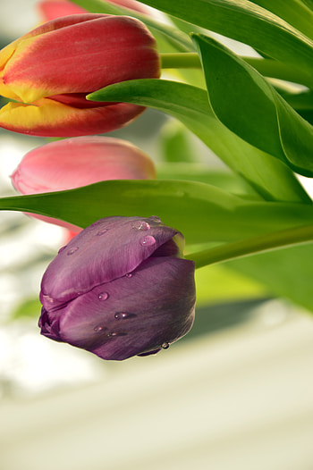 Close up, fresh, tulips HD phone wallpaper