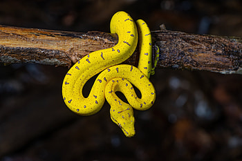 Juvenile green tree python (Morelia viridis ssp. shireenae) - Lockhart, Queensland, Australia, Animal, python HD wallpaper